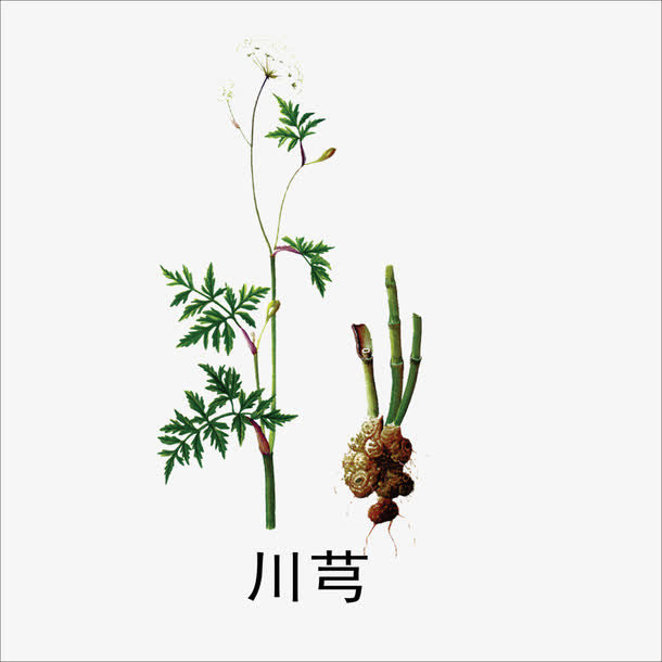 川芎免抠