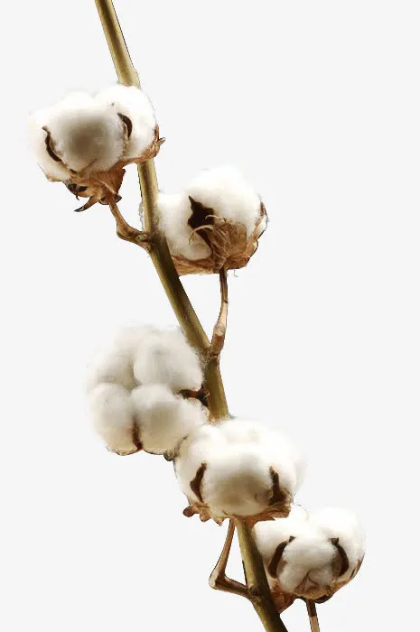 白色的棉花效果摄影免抠