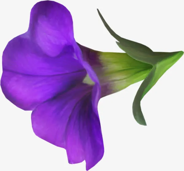 紫色牵牛花免抠