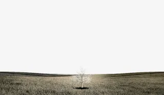 光秃秃的树免抠