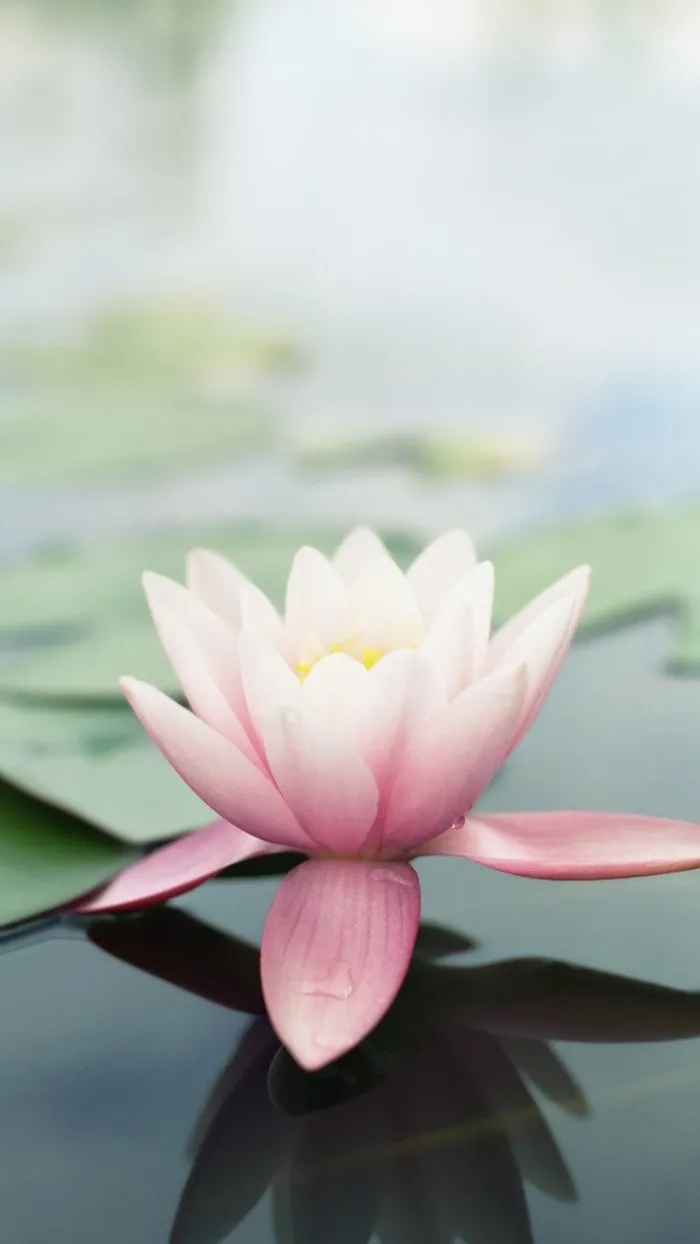 简约荷花H5背景高清