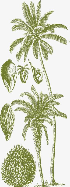 墨绿色槟榔树免抠