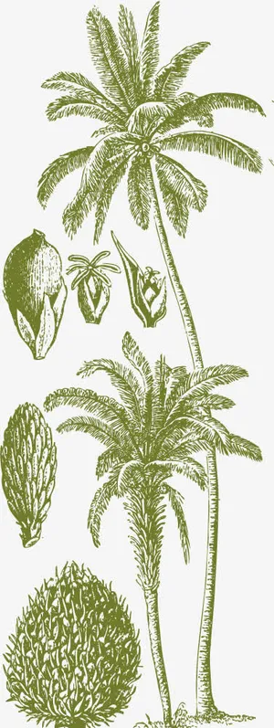 墨绿色槟榔树免抠