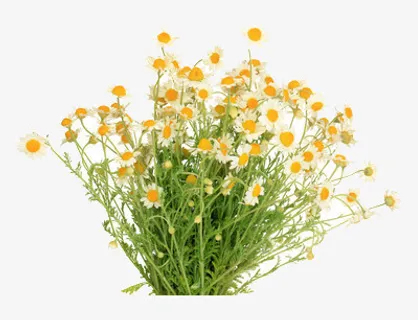 一束菊花免抠 一束菊花免抠