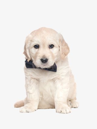 狗 宠物 png图  动物 好朋友免抠