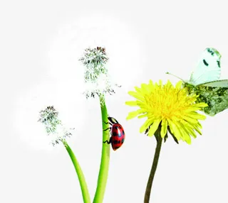 黄色花朵白色蒲公英瓢虫美景免抠