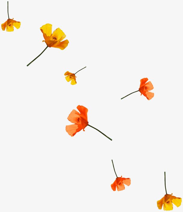 花朵免抠