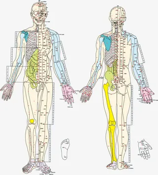 人体结构矢量图免抠