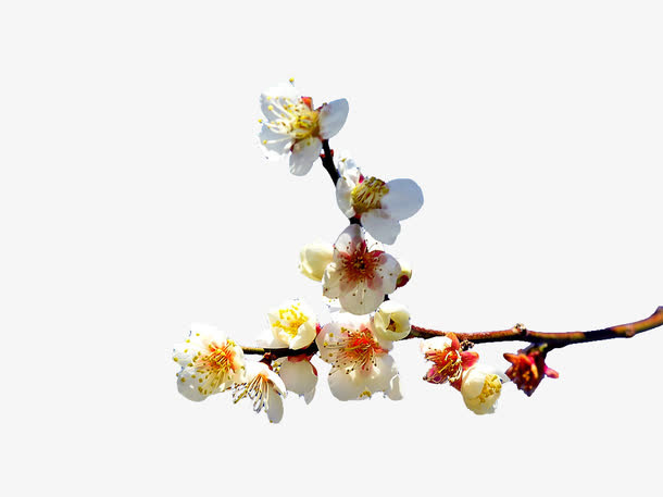 梅花PNG素材免抠