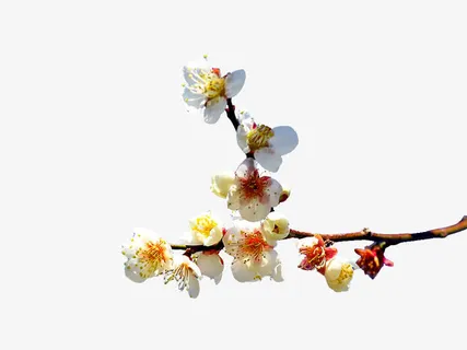 梅花PNG素材免抠