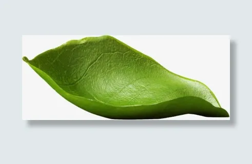 一片绿色的摇篮素材免抠 一片绿色的摇篮素材免抠