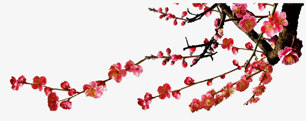 梅花免抠
