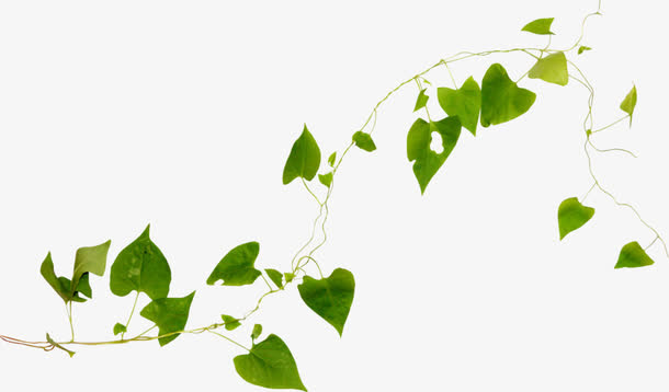藤蔓类植物免抠