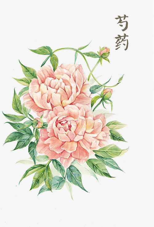 粉色芍药花免抠