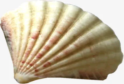 海滩贝壳夏日免抠