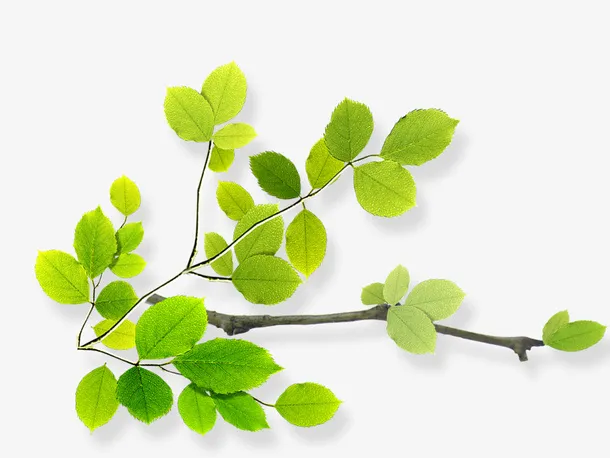 唯美精美树叶树枝免抠