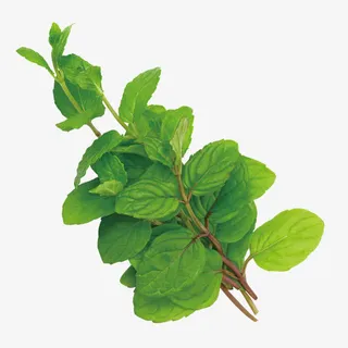 绿色薄荷叶免抠
