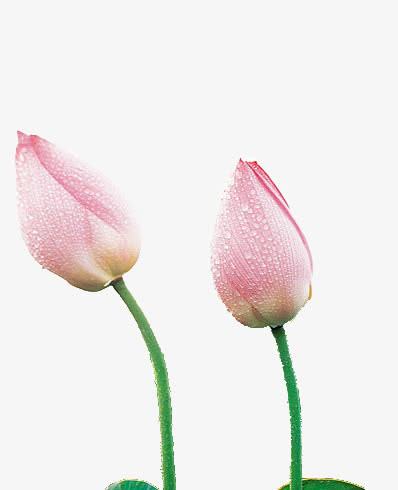 莲花花苞免抠
