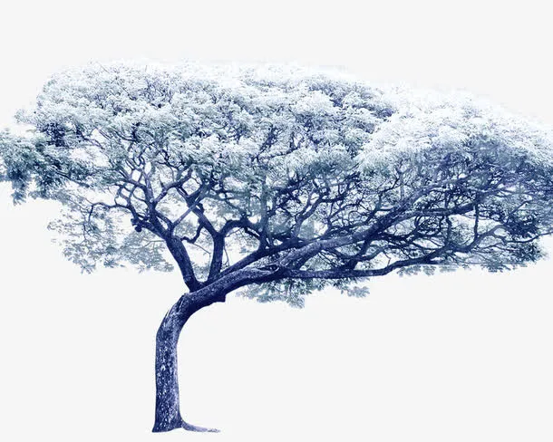 雪松免抠