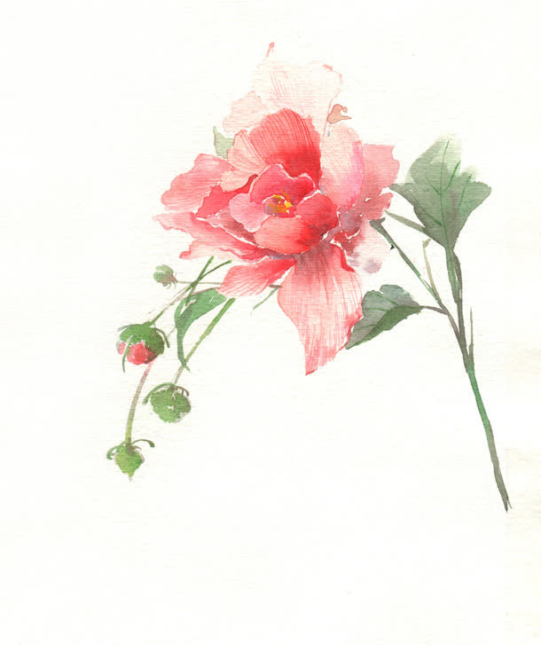 手绘粉色水彩鲜花免抠