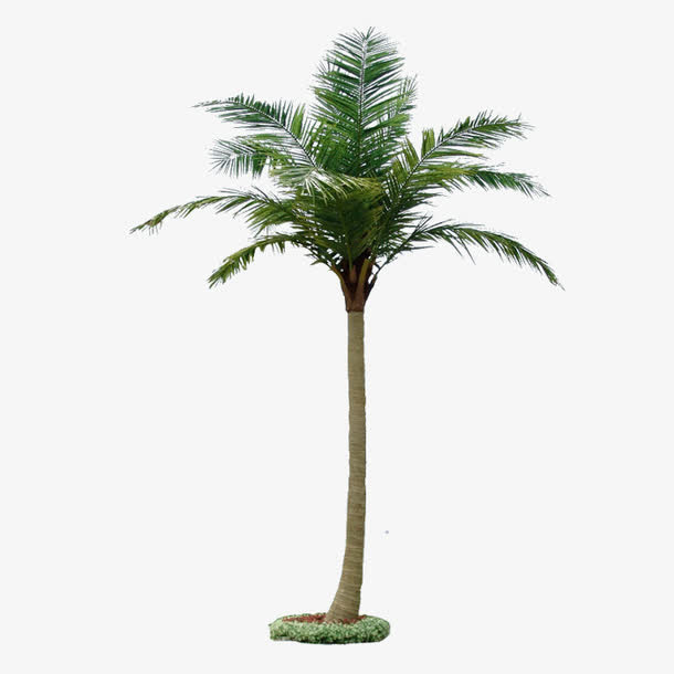 椰子树植物免抠