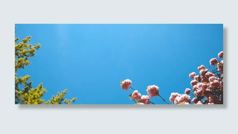 春日樱花背景图高清