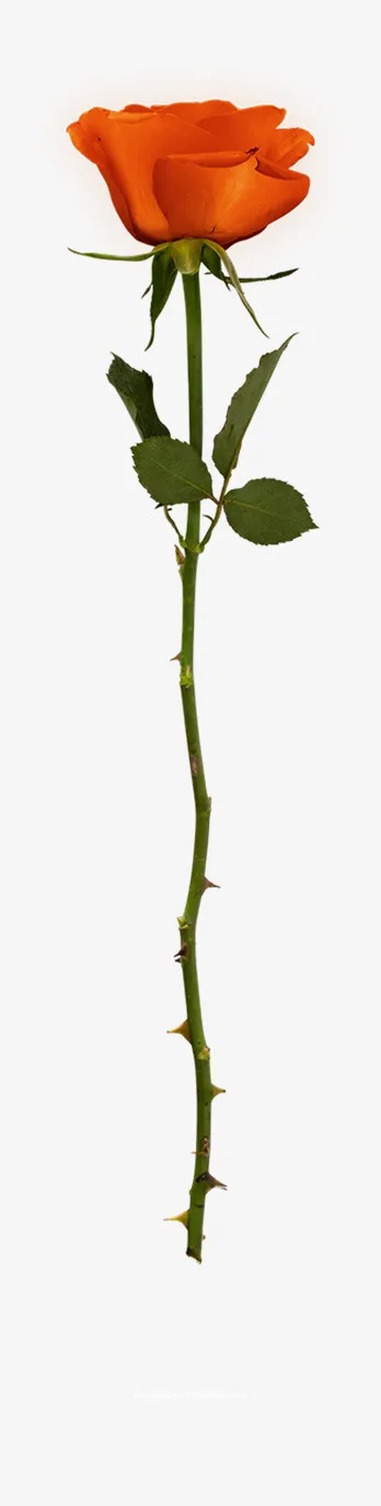 节日氛围情人节玫瑰花免抠