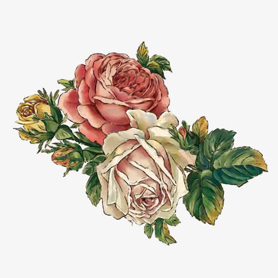 盛开的玫瑰免抠