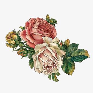 盛开的玫瑰免抠