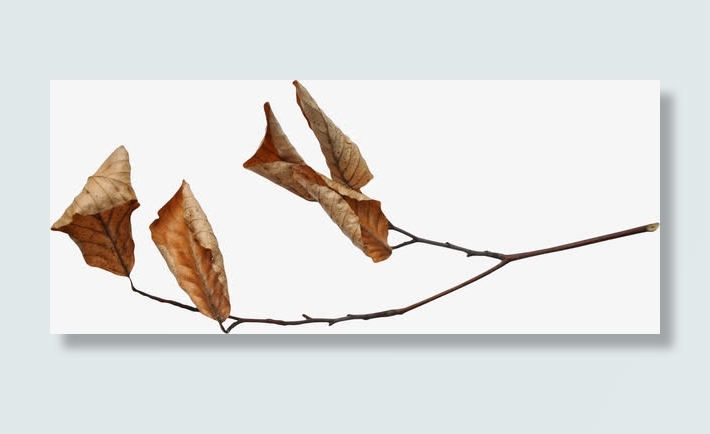 枯叶素材免抠