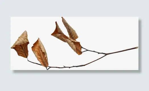 枯叶素材免抠