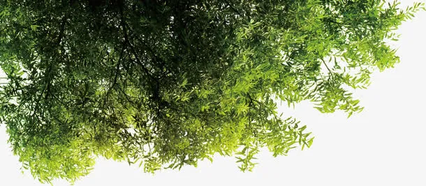 春天清新田园大树免抠