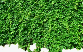 绿色爬墙虎免抠