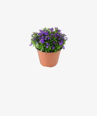 植物盆栽装饰无背景免抠花PNG