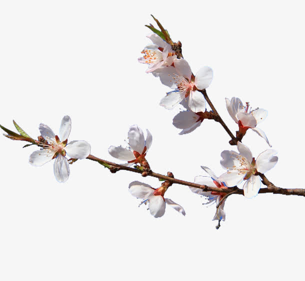 杏花花瓣免抠