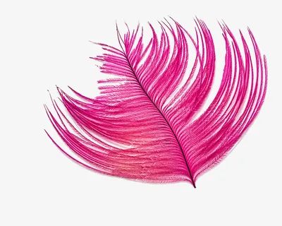 玫红色羽毛免抠