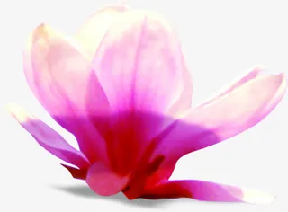 春天粉红色玉兰装饰免抠