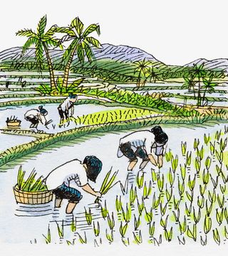 手绘插图农地插秧农忙场景免抠