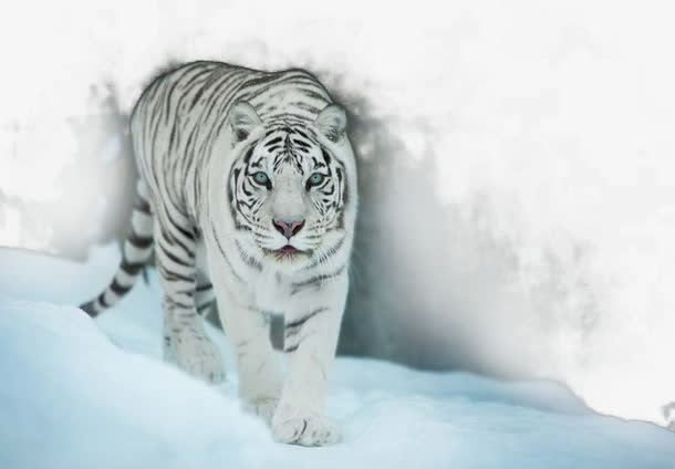 凶猛的白虎免抠