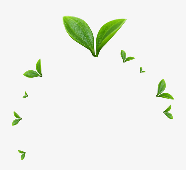 春天发芽绿叶清新免抠