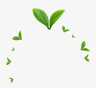 春天发芽绿叶清新免抠