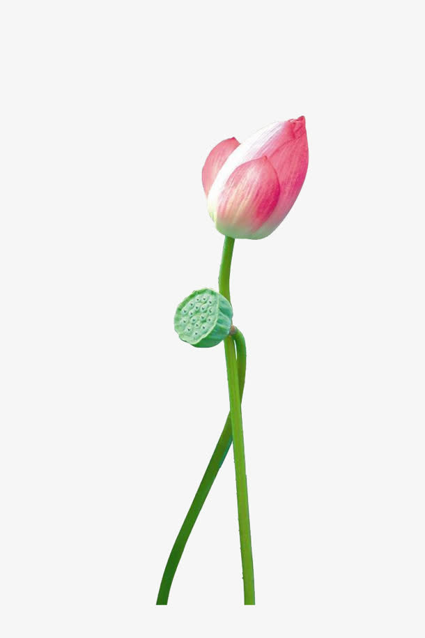 未开放的莲花报免抠