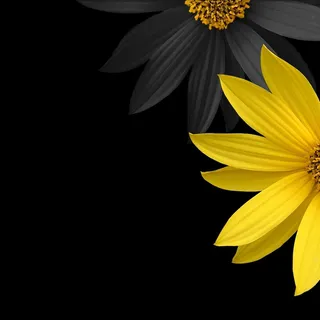 大气花卉主图背景素材高清