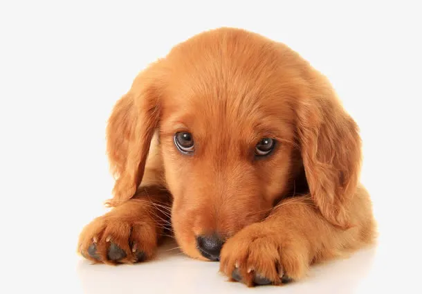 趴着的金毛犬免抠