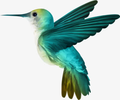 峰鸟 透明背景png素材