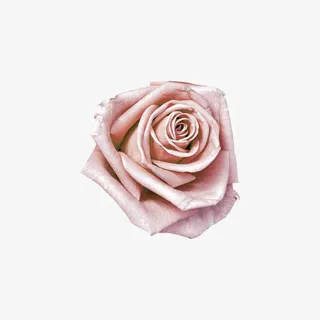 粉色玫瑰花免抠