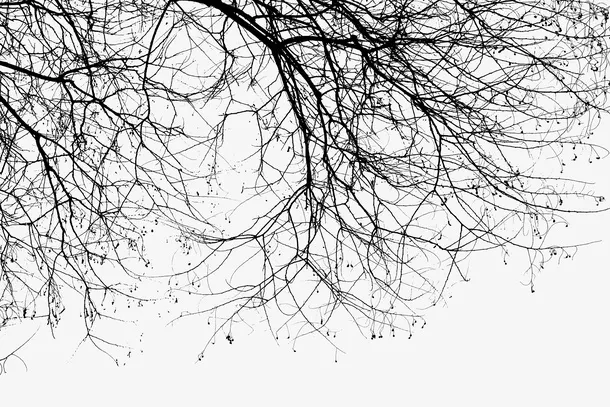 干枯的树枝免抠