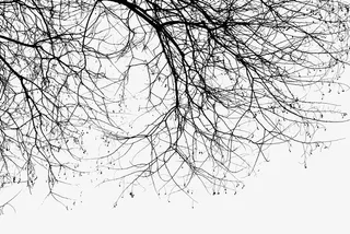 干枯的树枝免抠