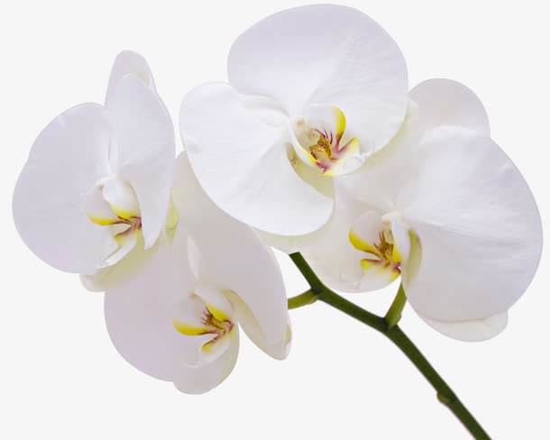 白花、蝴蝶兰免抠