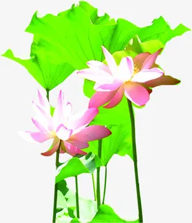 手绘绿色荷叶荷花免抠